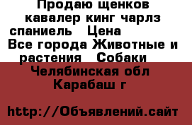 Продаю щенков кавалер кинг чарлз спаниель › Цена ­ 40 000 - Все города Животные и растения » Собаки   . Челябинская обл.,Карабаш г.